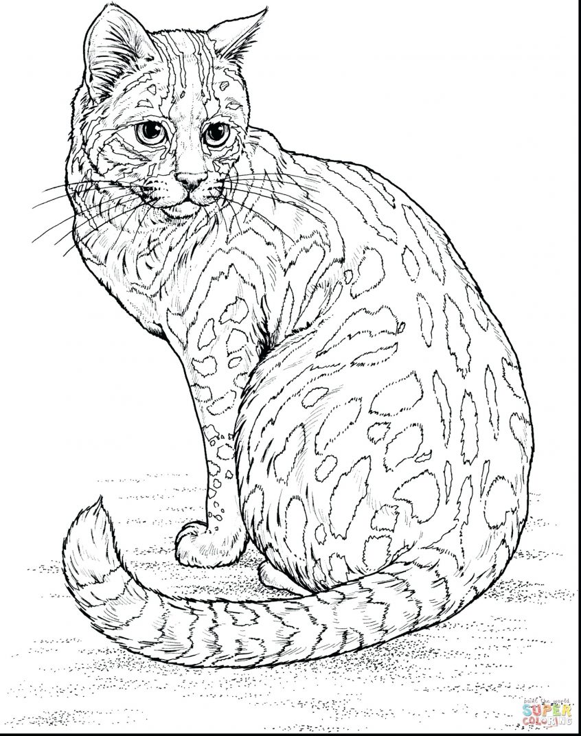 Coloring Pages : Cute Kitten Coloring Pages Amazing Cat For ...