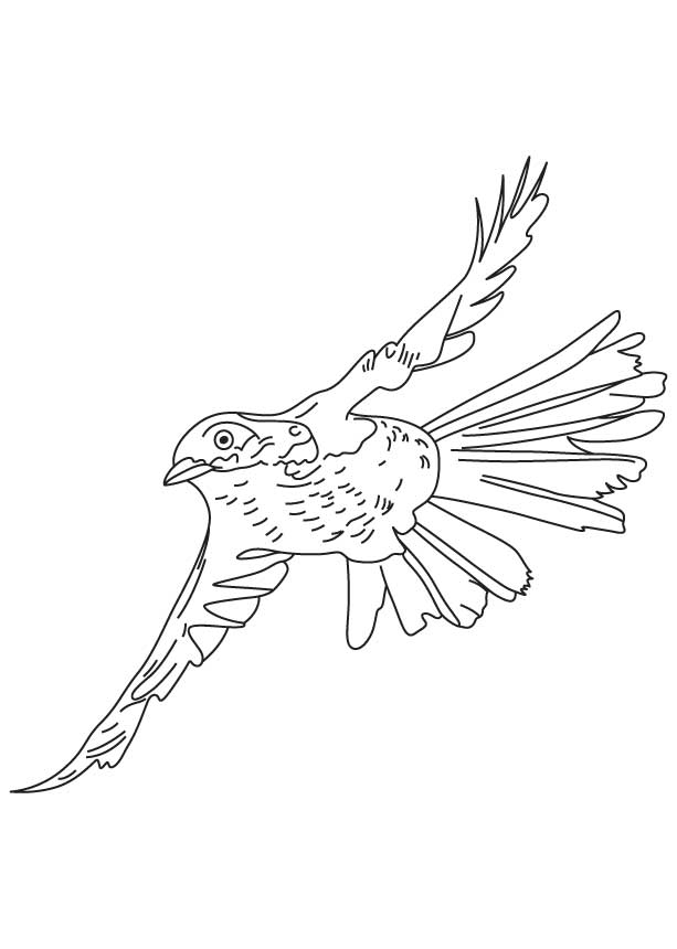 Flying brown thrasher coloring page | Download Free Flying brown 