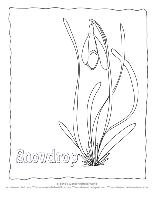 snowdrop Colouring Pages