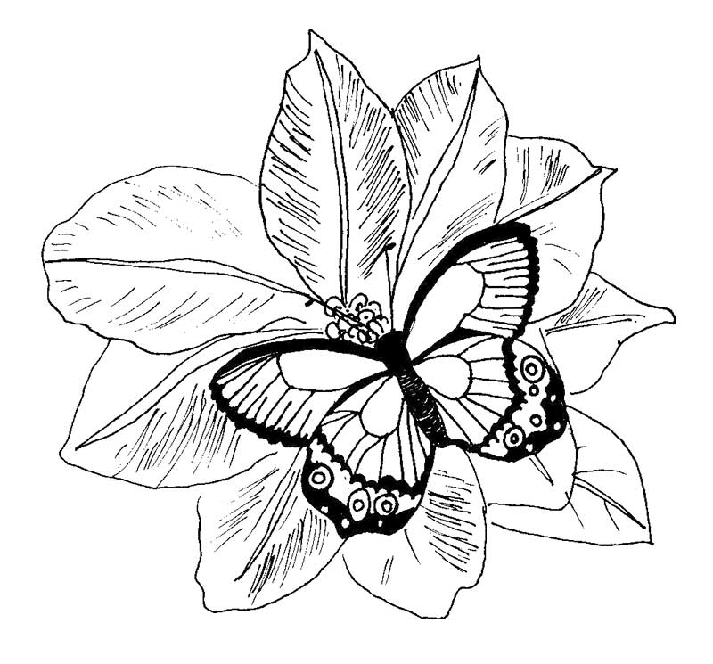 flowers-and-butterfly-coloring-pages: flowers-and-butterfly 