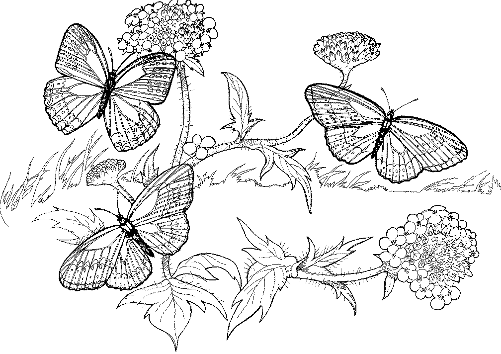 butterfly coloring pages for adults : Printable Coloring Sheet 