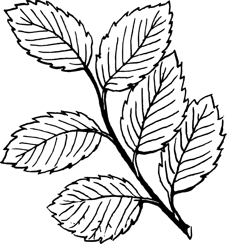 Four-Leaf-Clover-Coloring-Page | COLORING WS
