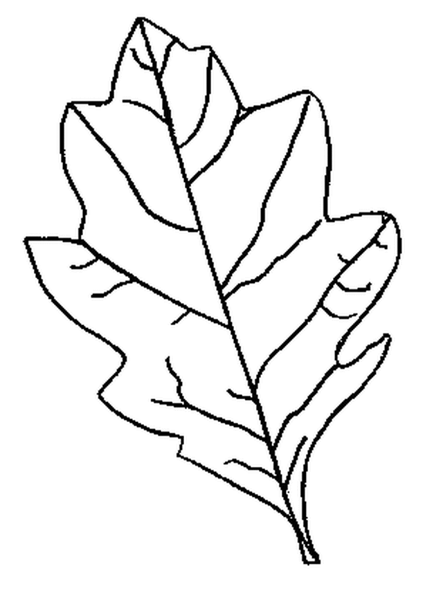 Coloring Pages - Free Fall Leaf Pages for Kids to Color - School 