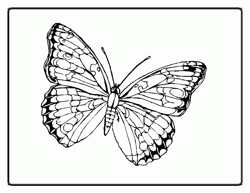 Butterfly coloring pages : Blue Morpho Coloring Pages - Butterflies