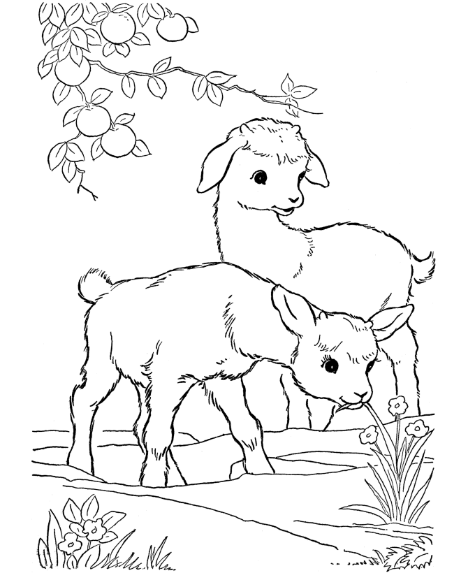 farm animal coloring pages printable kid goats page