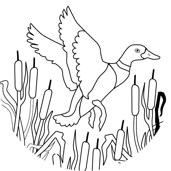 Printable Duck Coloring Pages - Coloring Home