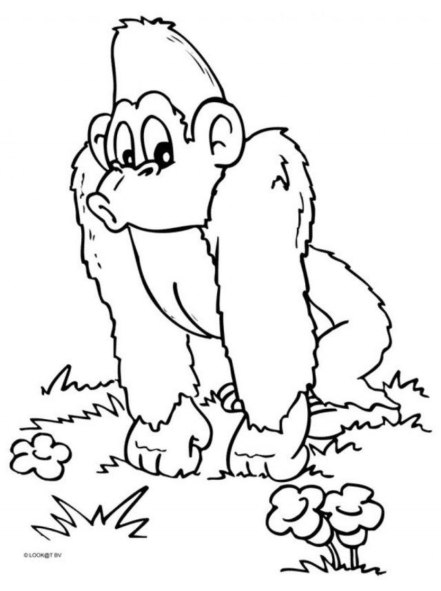 Printable Monkey Animal Th Coloring Pages For Kids Car Wallpaper 