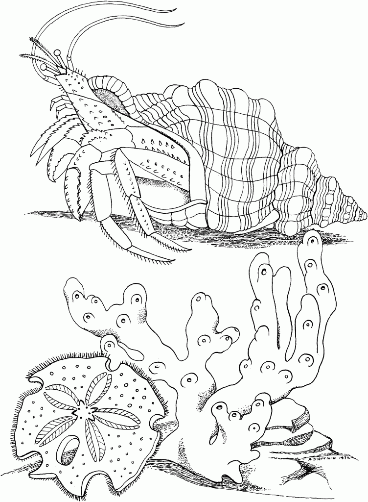 Horseshoe Crab Coloring Sheet
