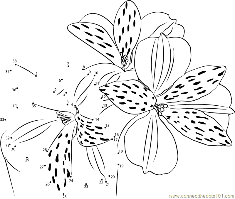Connect the Dots Alstroemeria Flower (Flowers > Alstroemeria 
