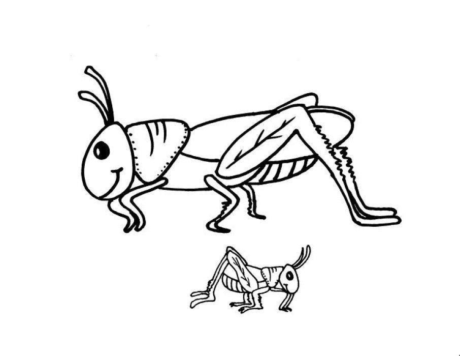 grass hopper Colouring Pages