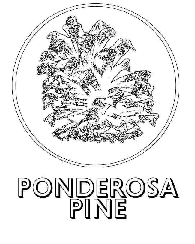 pondarosa pine Colouring Pages