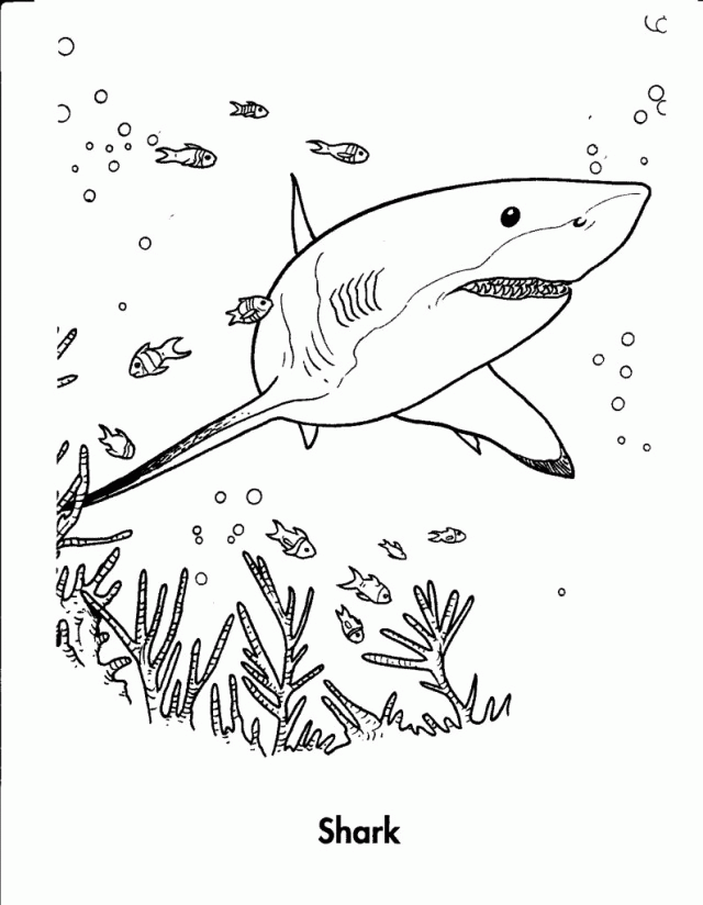 Print Tiger Shark Coloring Pages | Laptopezine.