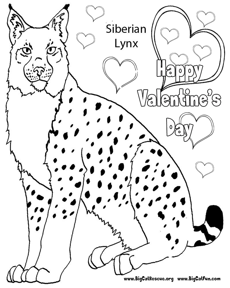 valentines-siberian-lynx.png