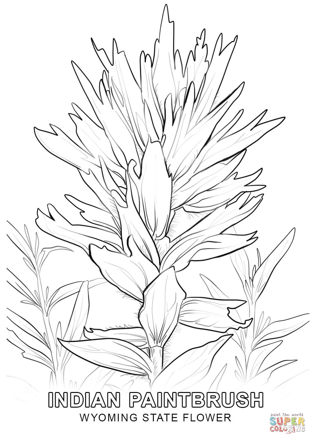 Wyoming State Flower coloring page | Free Printable Coloring Pages
