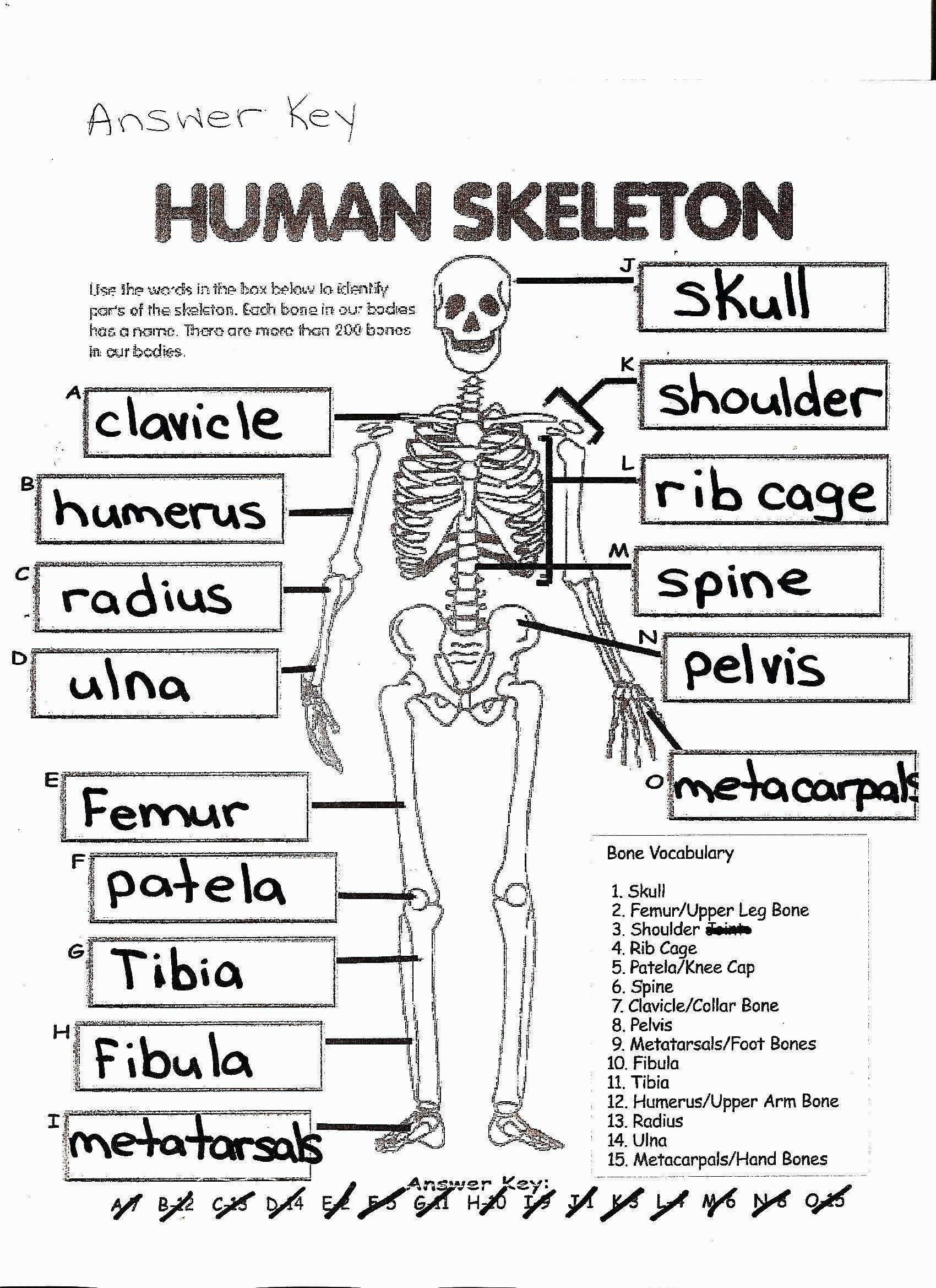 Anatomy Coloring Page Coloring Page Free Printable Human Anatomy