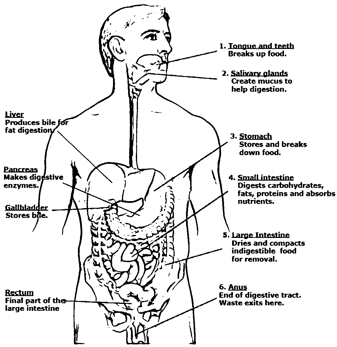 Coloring Pages Of Digestive System - Coloring Home