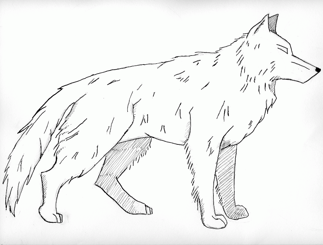 realistic-wolf-coloring-pages-to-print-coloring-home