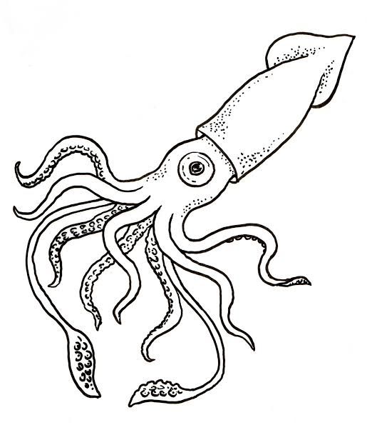Omi_sengupta: I will draw beautiful coloring book page for kids for $5 on  fiverr.com in 2021 | Squid drawing, Giant squid drawing, Coloring pages