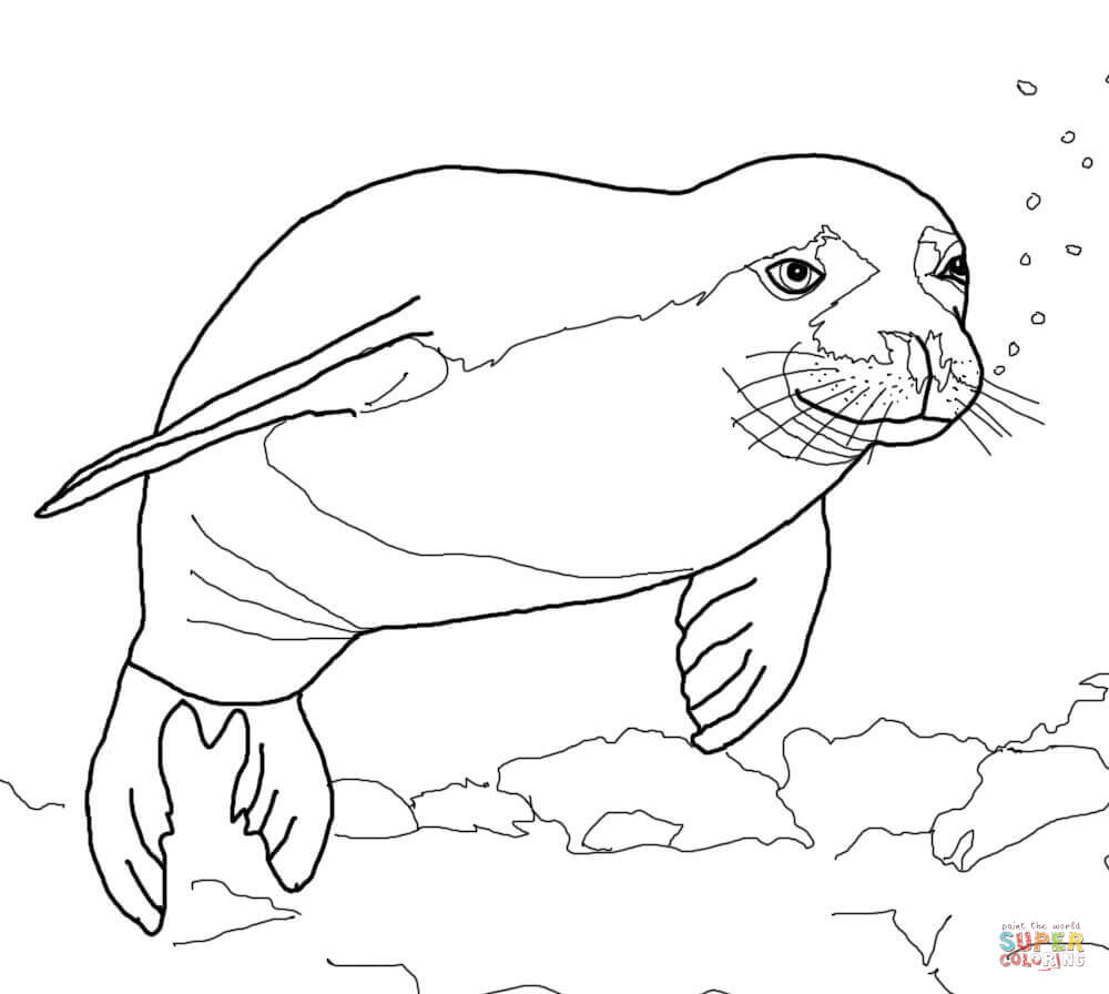 Download Free Coloring Pages Elephant Seal - Coloring Home