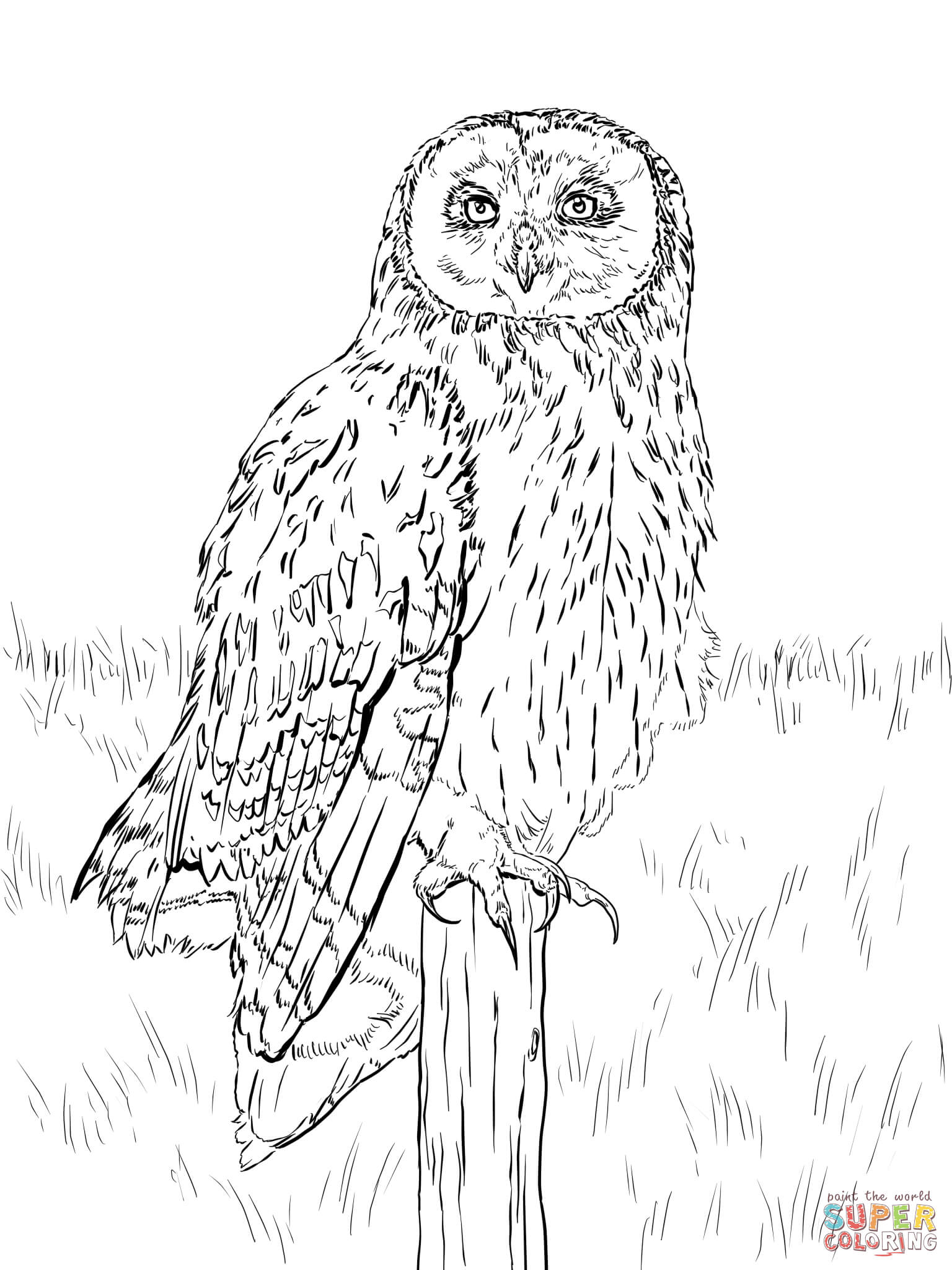 Nocturnal animals coloring pages | Free Printable Pictures