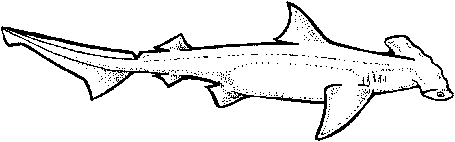 Free Shark Pictures - Cliparts.co