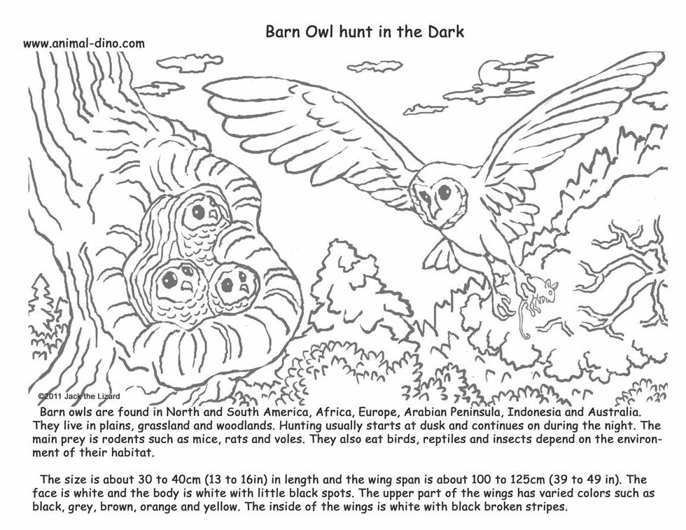 Animal Coloring Page (Barn Owl) Print Size - Jack the Lizared ...
