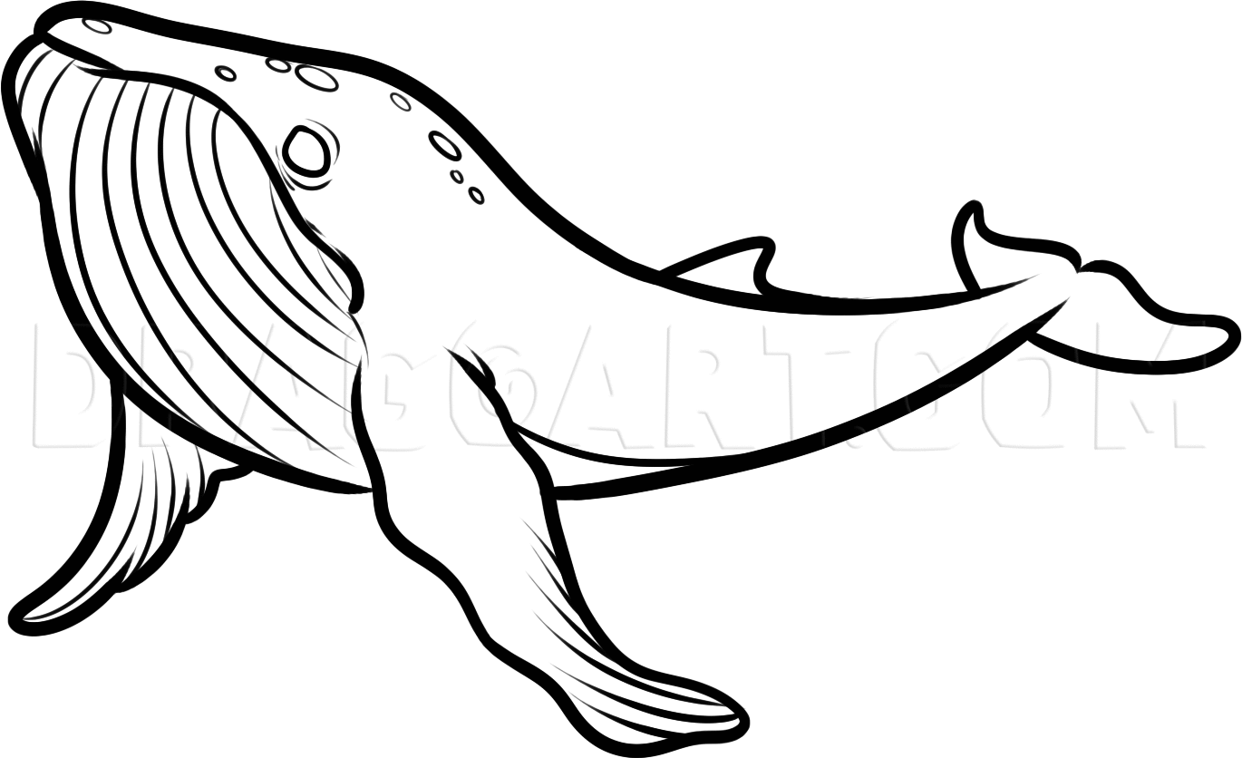 How to Draw a Humpback Whale, Humpback Whale, Coloring Page, Trace Drawing