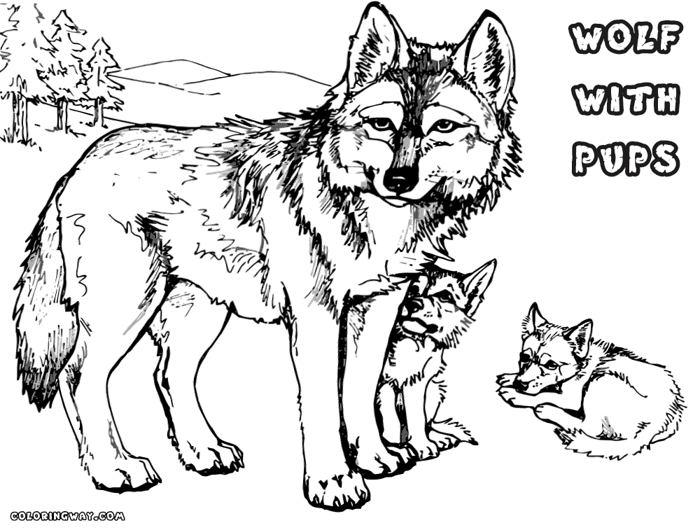 36+ elegant images Adult Coloring Pages Of Wolf Pups