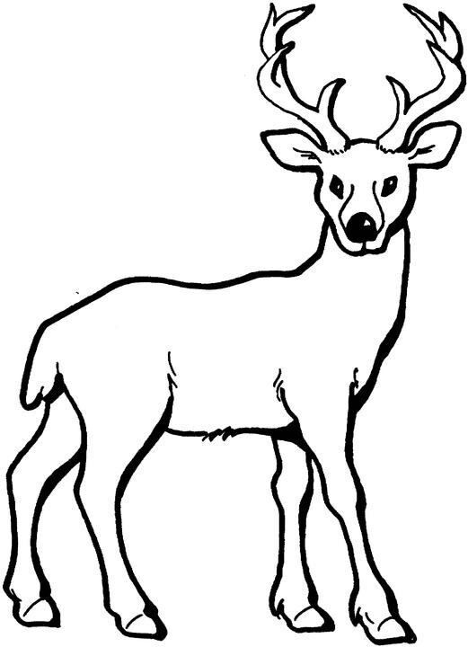 Buck clipart coloring page, Buck coloring page Transparent FREE for  download on WebStockReview 2020