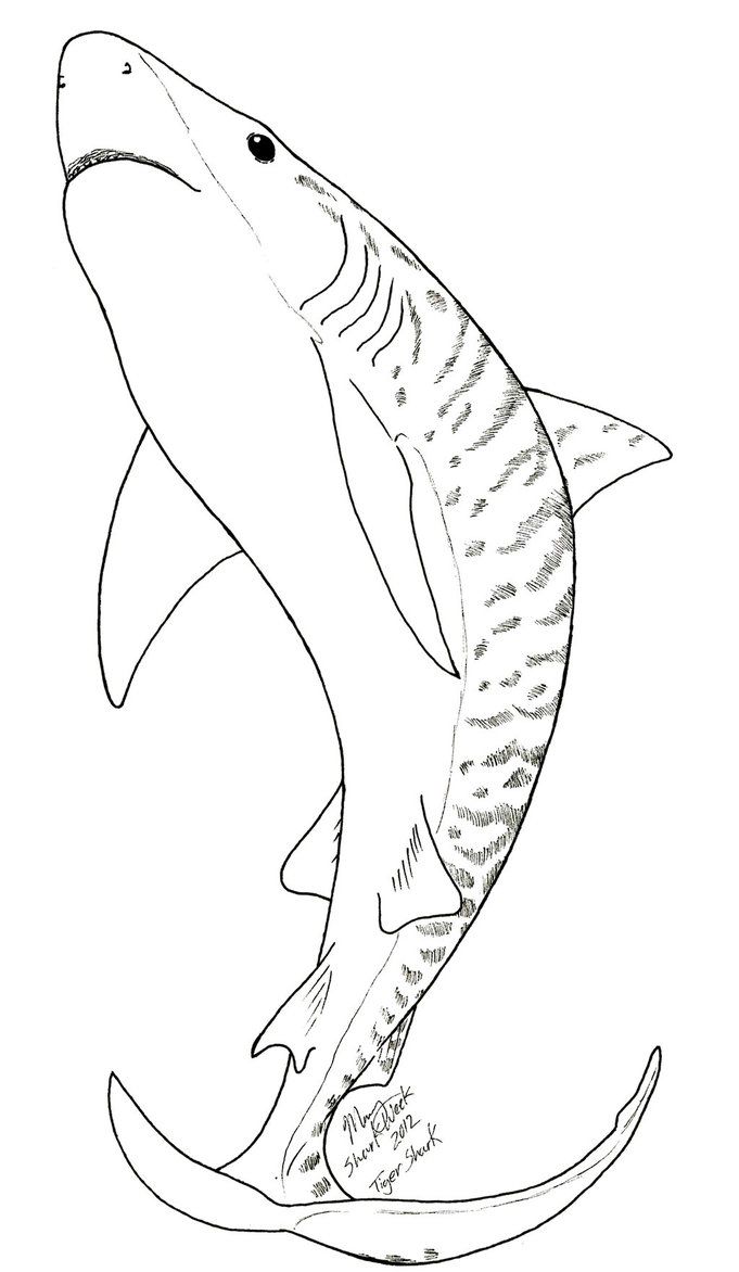 Coloring Pages : Coloring Pages Great White Shark To Print ...