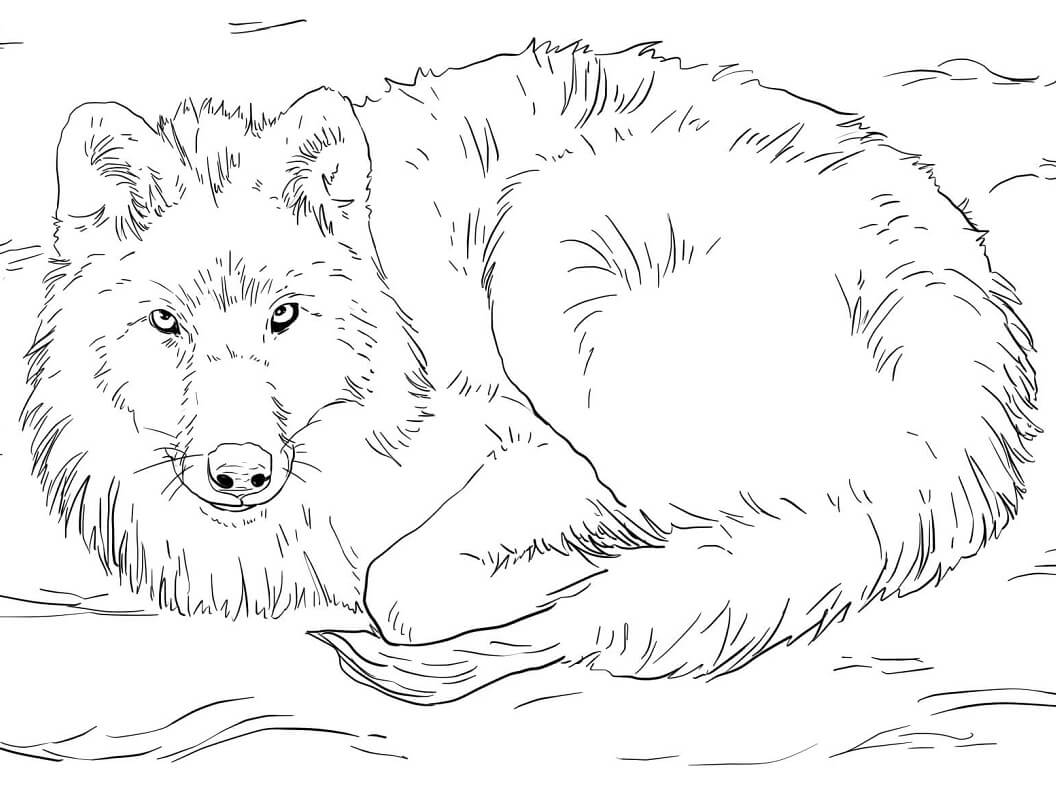 Arctic Wolf Laying on Snow Coloring Page - Free Printable Coloring Pages  for Kids