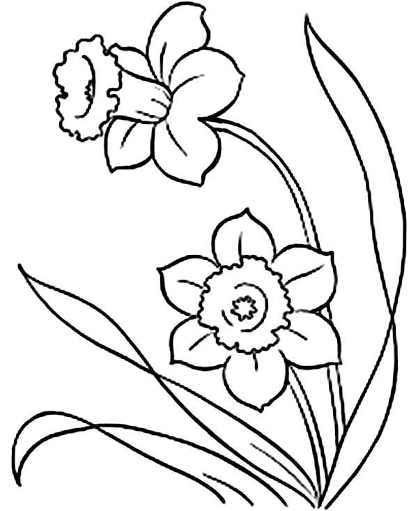Daffodils Coloring Pages - Coloring Home