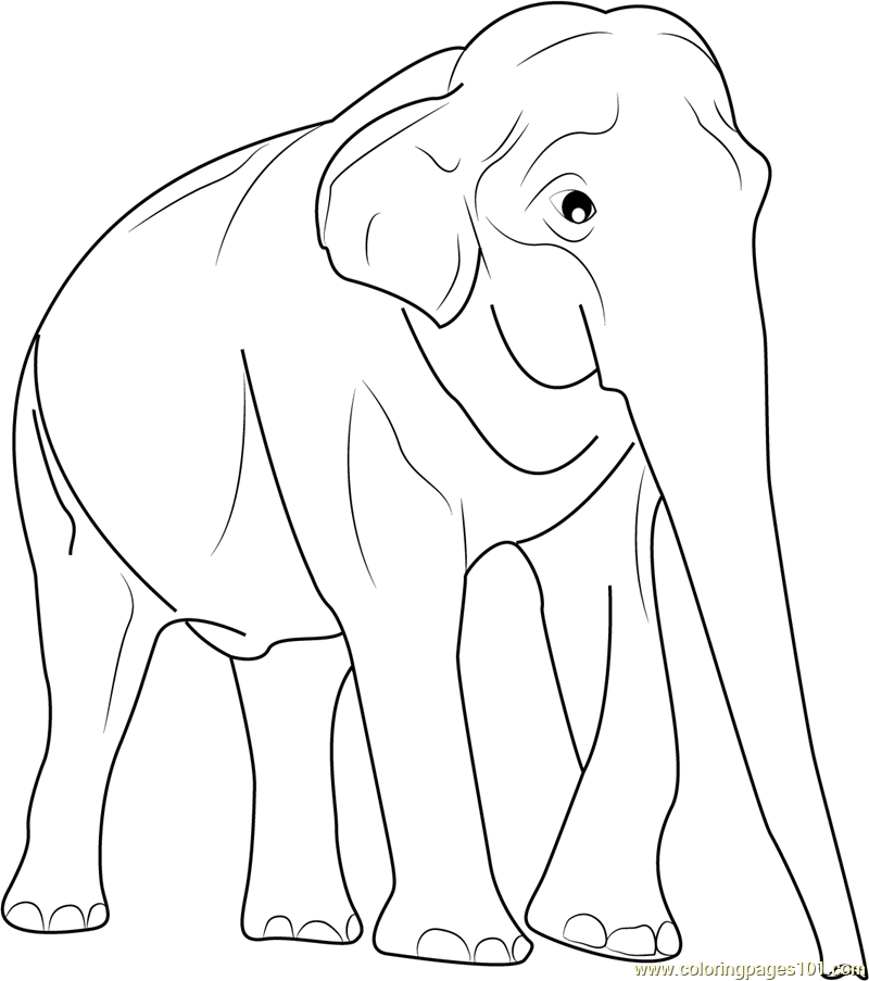 Male Asian Elephants Coloring Page - Free Elephant Coloring Pages ...