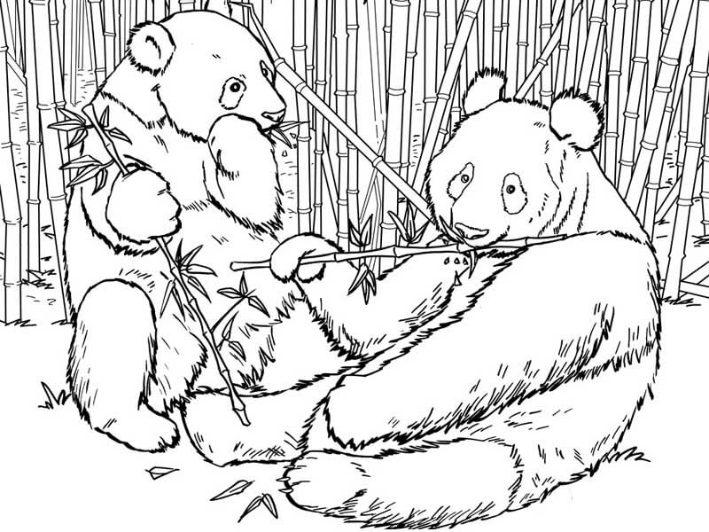 15 Cute Panda Coloring Pages for Your Little Ones