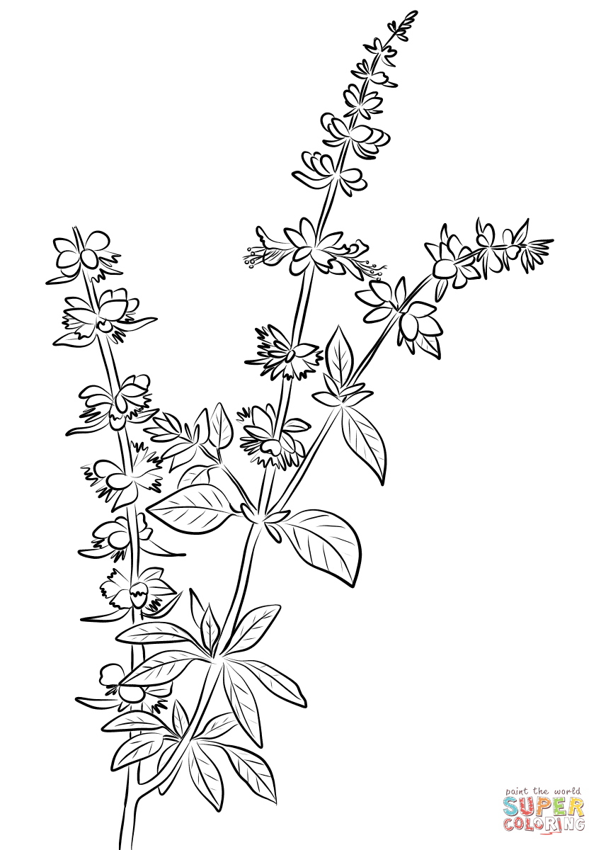 Basil Herb coloring page | Free Printable Coloring Pages