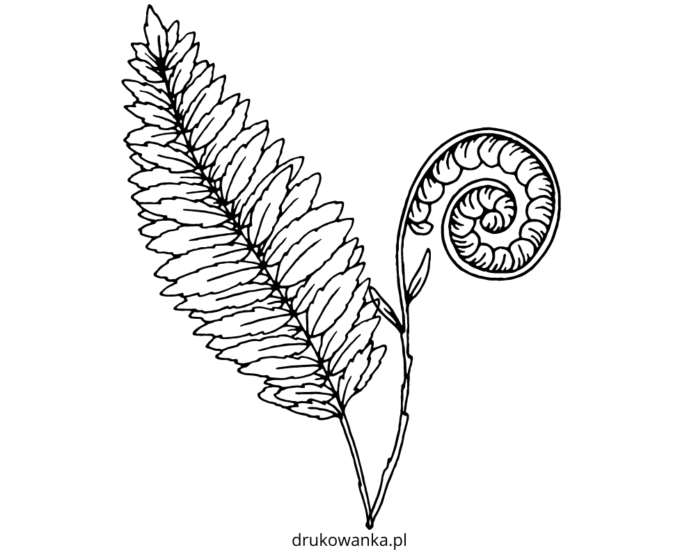 Fern blooming coloring book to print and online