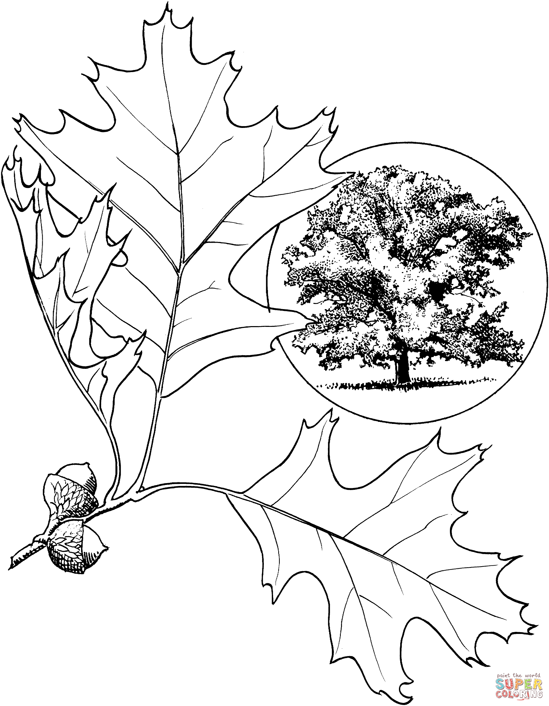Oak tree coloring pages