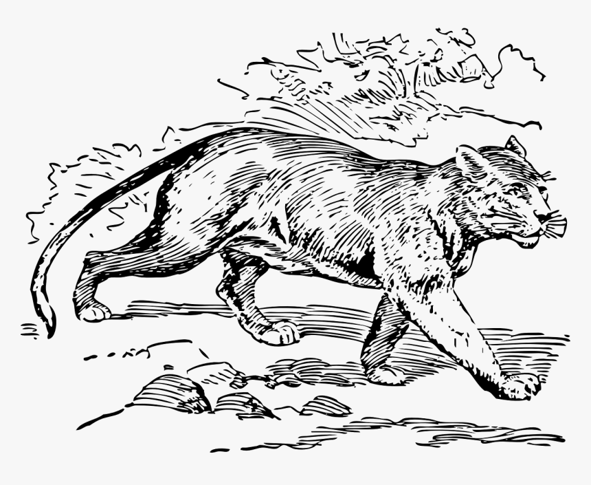 Puma Coloring Pages Png & Free Puma Coloring Pages.png Transparent Images  #113597 - PNGio