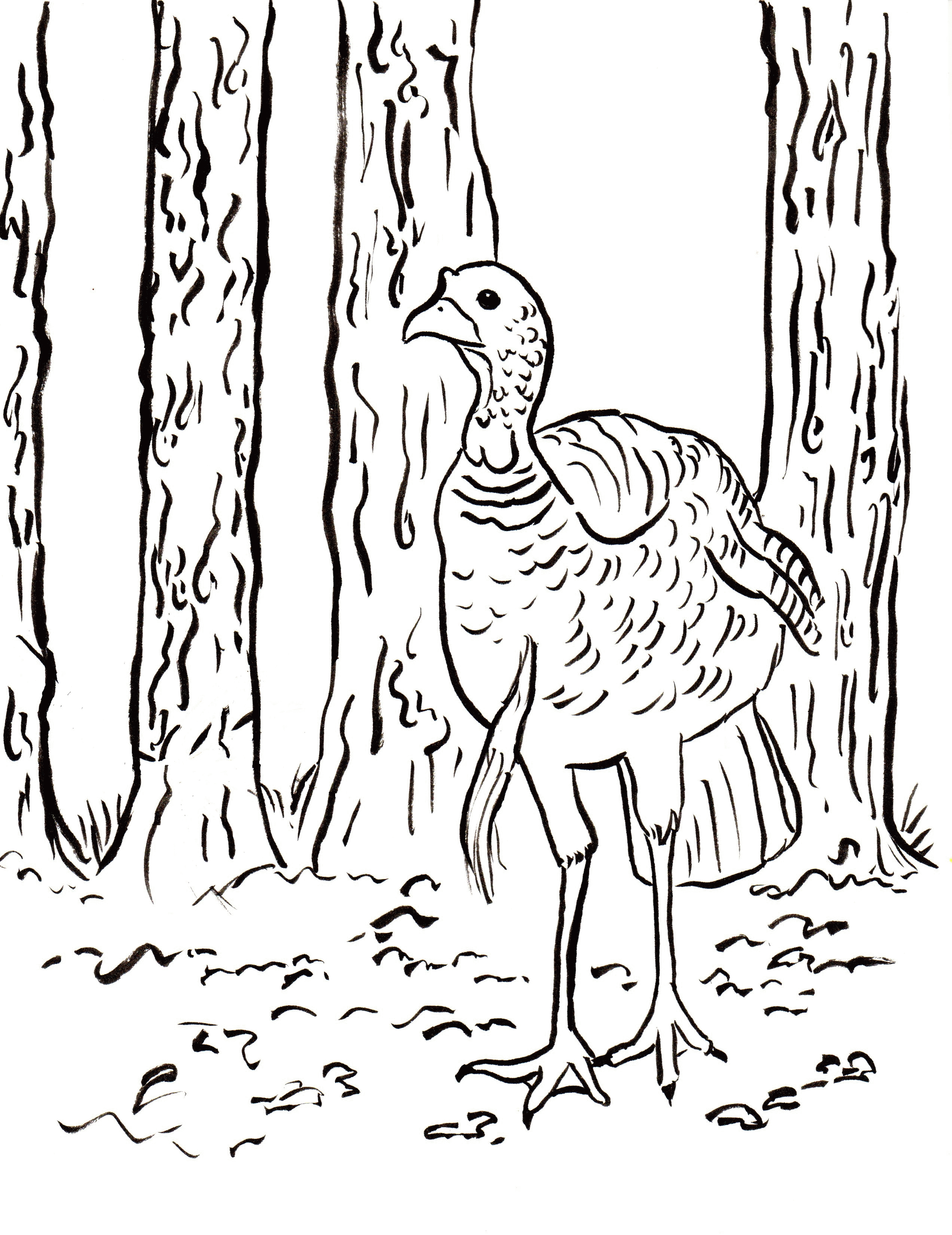 Realistic Wild Turkey Coloring Pages Coloring Pages