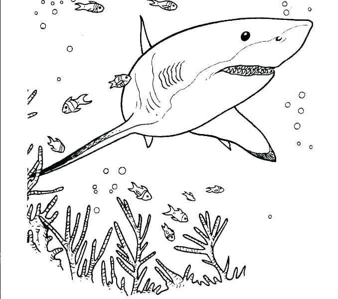 tiger shark coloring page – icpixls.co