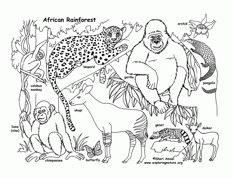 9 Pics of African Rainforest Animals Coloring Page - These Zoo ...
