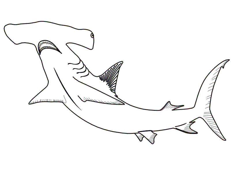 Hammerhead Shark Coloring Pages Free