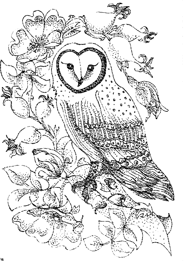 Barn Owl coloring page - Animals Town - Free Barn Owl color sheet
