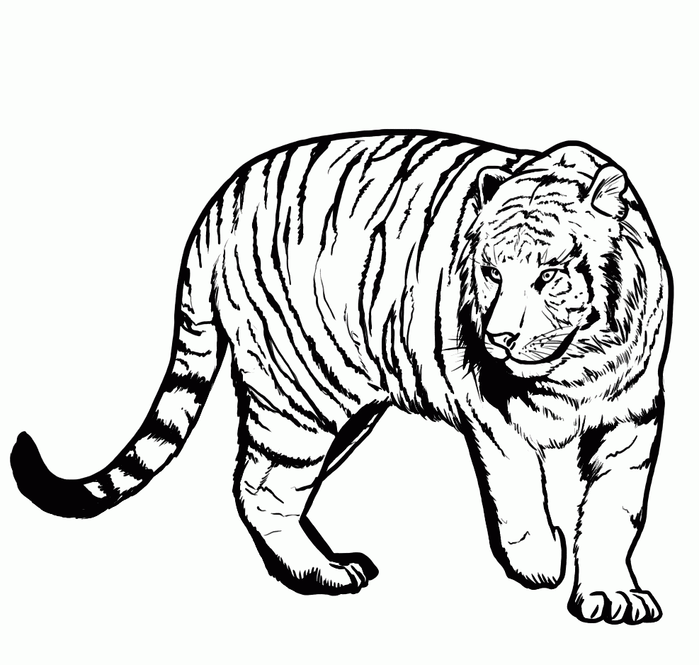 Printable Tiger Coloring Pages for Kids | Coloring Me