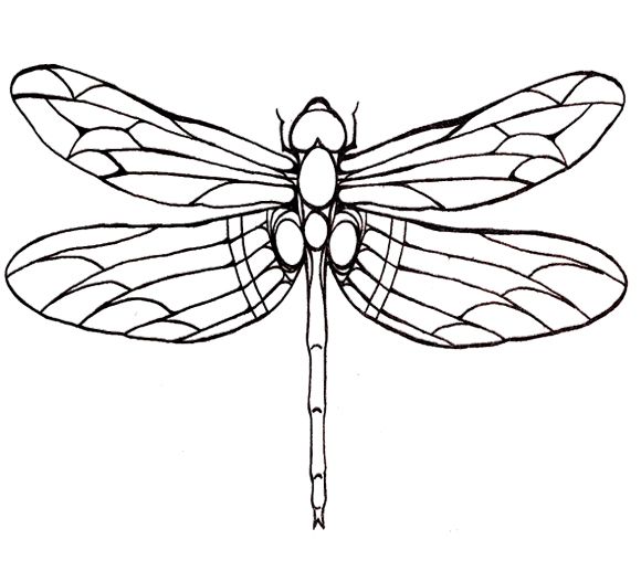 dragonfly-large-winged-coloring-page-for-kids-dragonfly-drawing