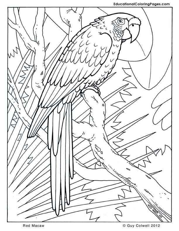 Red-Macaw | Cool coloring pages, Bird coloring pages, Jungle coloring pages