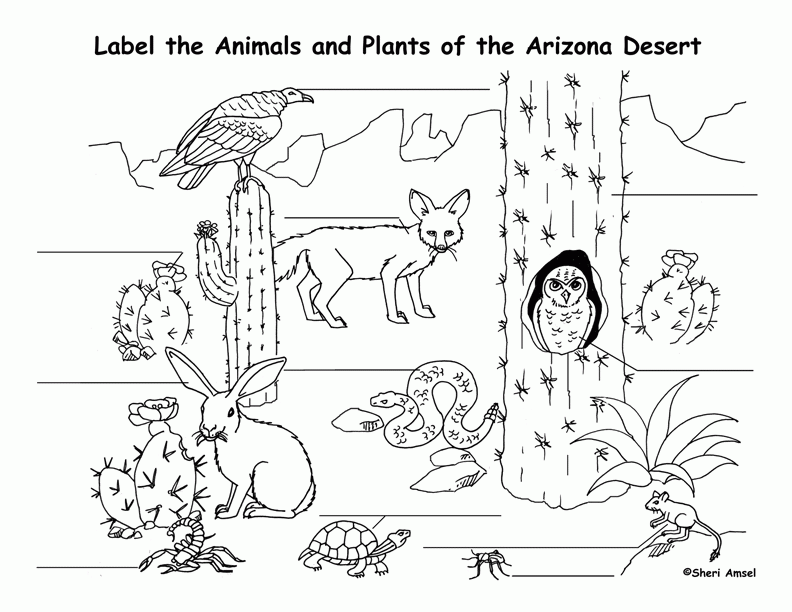 7 Best Images Of Animal Habitats Coloring Printables - Animal