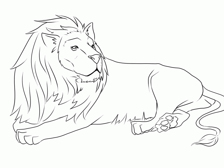 Name Male African Lion Coloring Page Resolution Id 29232 125300 