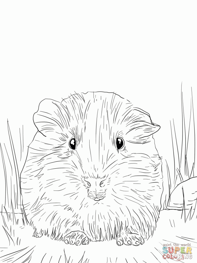 Cute Guinea Pig Portrait Coloring Online Super Coloring 293746 