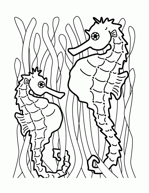 seahorse drawings for kids